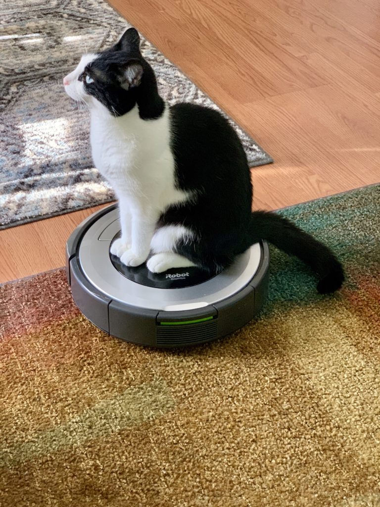 cat and roomba