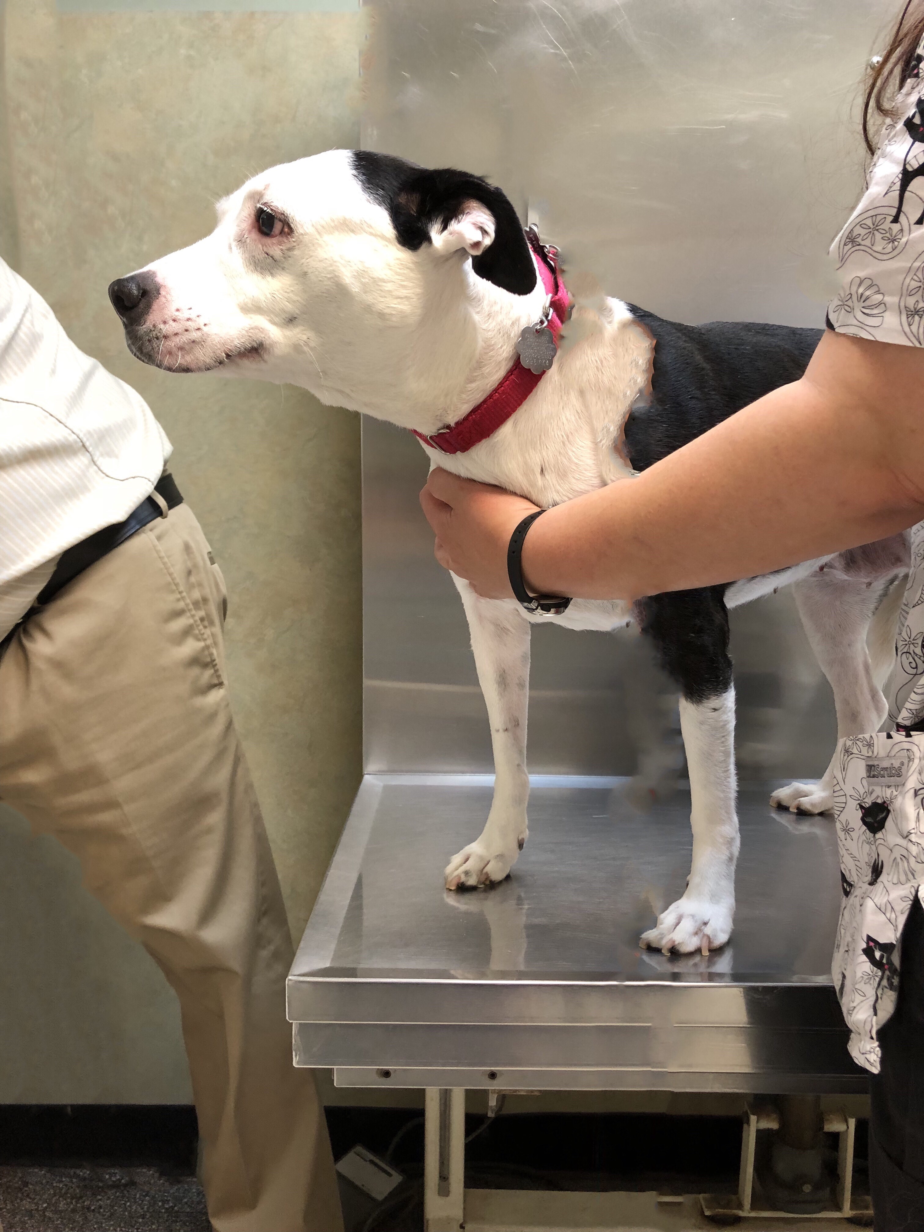 Does PetSmart Perform Vaccinations for Dogs? FindReviews
